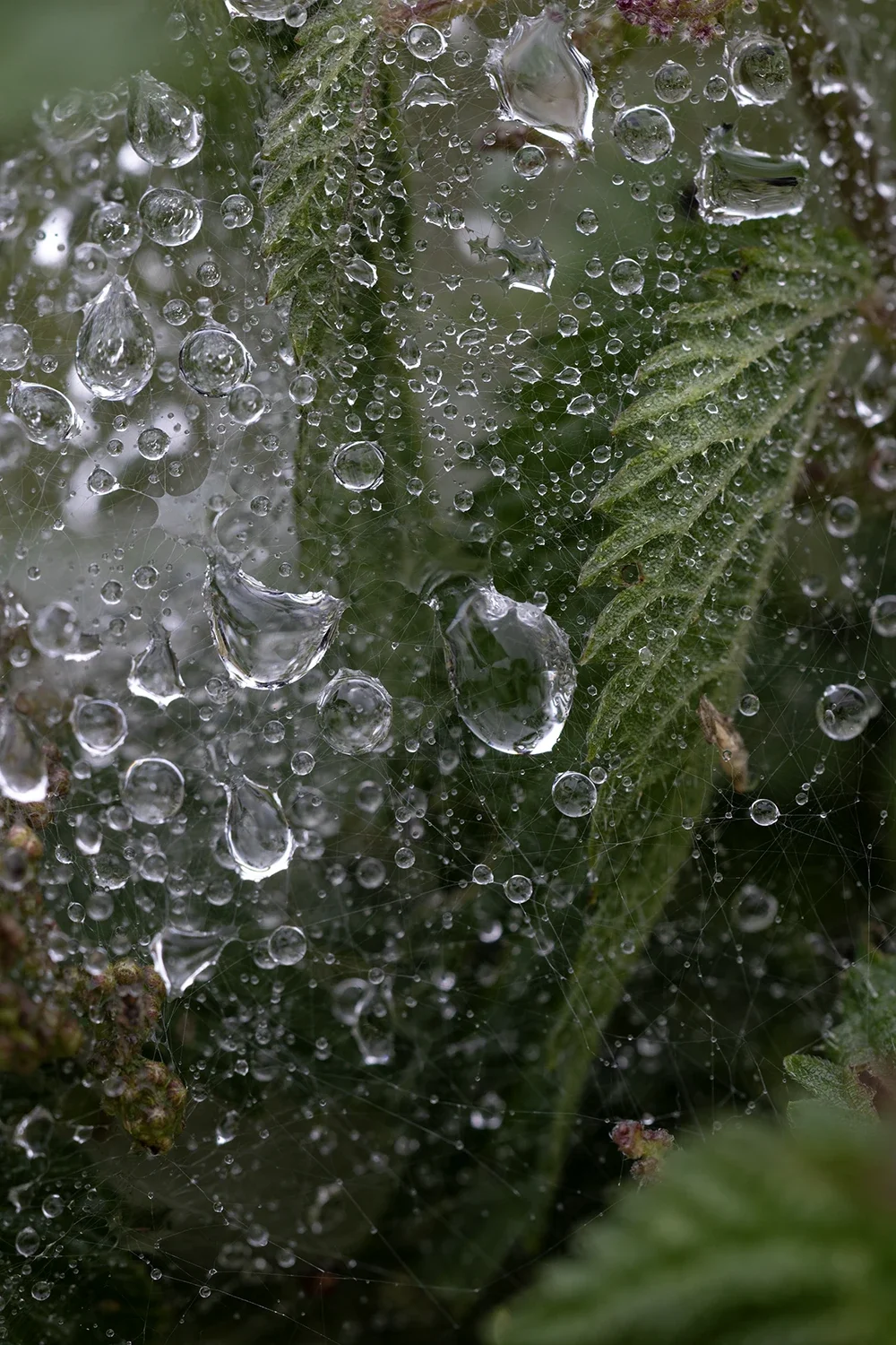 Après la Pluie #197 © Rémy SALAÜN