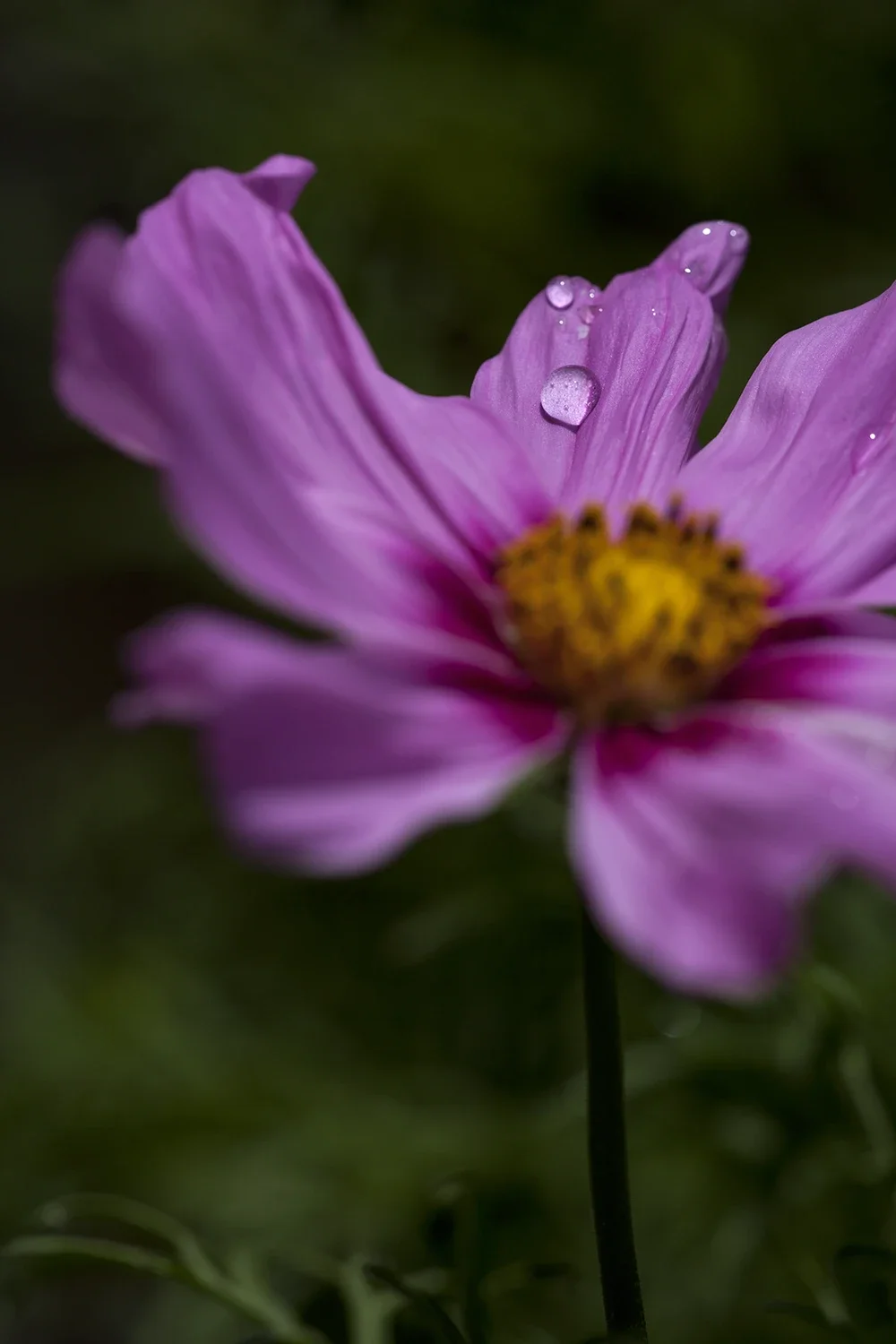 Après la Pluie #185 © Rémy SALAÜN