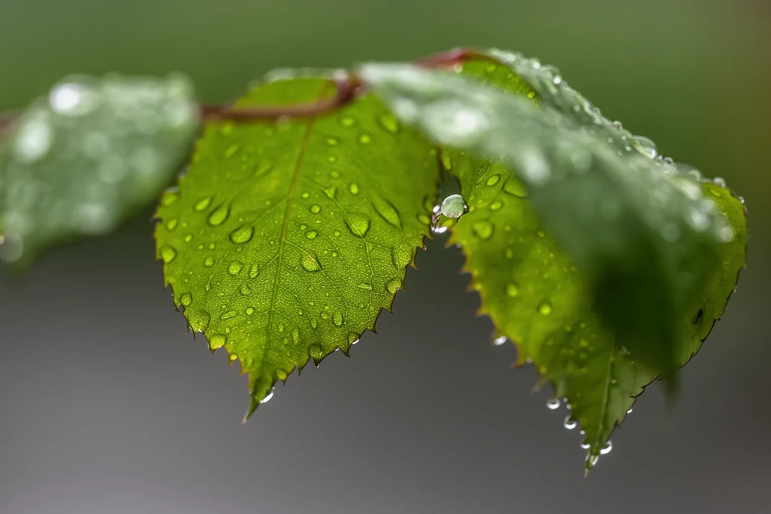Après la Pluie #189 © Rémy SALAÜN
